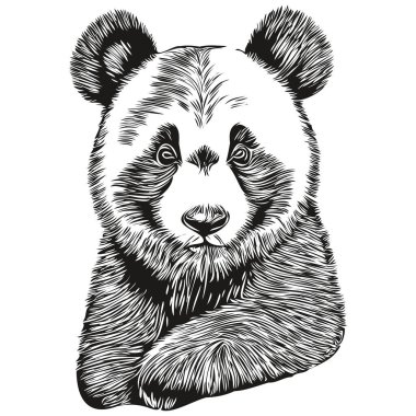 Beyaz arka planda sevimli bir pandanın portresi