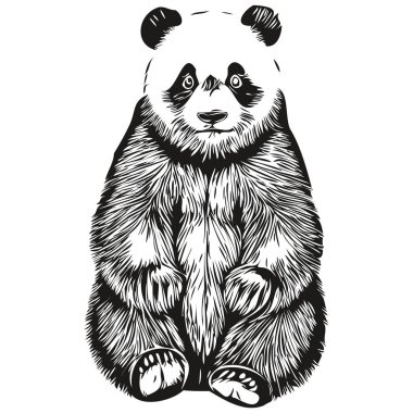 Klasik oyma, izole edilmiş panda çizimi, mürekkep kesimi panda çizimi.