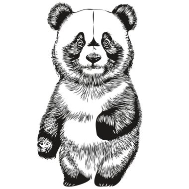 Siyah ve beyaz doğrusal boya Panda vektör illüstrasyonunu çiz Panda