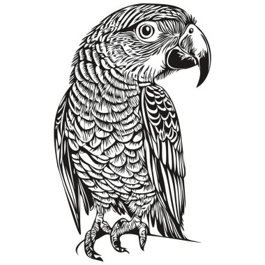 Papağan klasik illüstrasyon, siyah beyaz vektör sanat papağanı