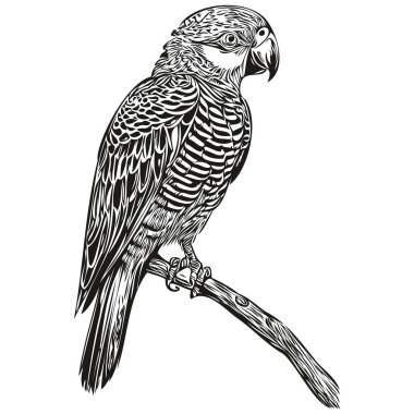El çizimi papağan, vektör klasik illüstrasyon papağanı