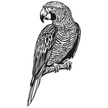 Papağan kabataslak, beyaz arka planda bir papağanın grafik portresi, papağan