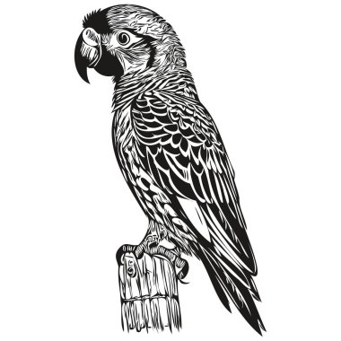 Papağan vektör çizgisi siyah beyaz papağan çiziyor