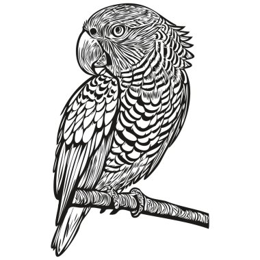Eskitilmiş oyma papağan çizimi mürekkep çizimi papağan resmi