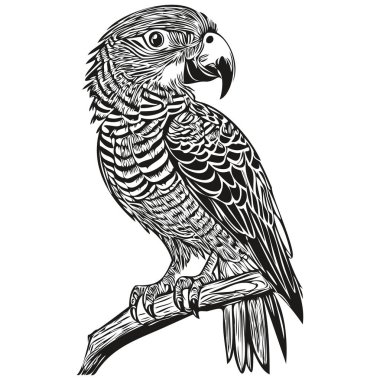 Beyaz arka planda bir papağanın silüetinin vektör görüntüsü, papağan