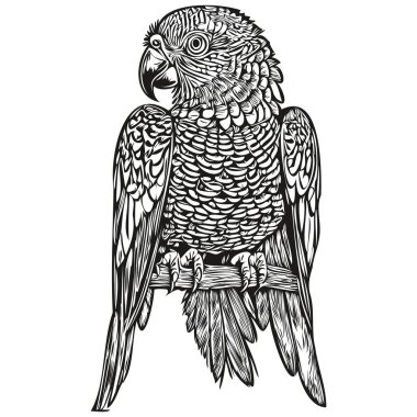 Sevimli el çizimi papağan, vektör çizimi siyah beyaz papağan.