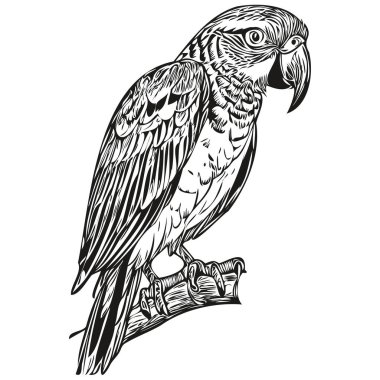 Eski el çizim tarzında papağan çizimi