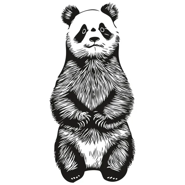 Panda Carino Sfondo Bianco Illustrazione Disegno Mano Panda — Vettoriale Stock