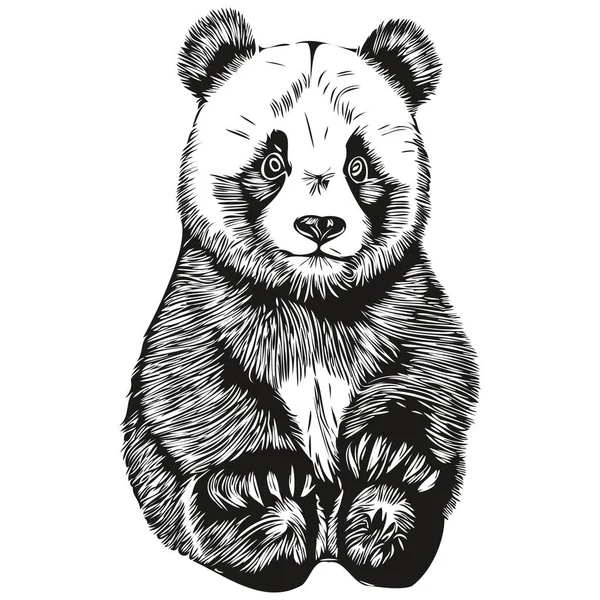 Handgezeichneter Panda Auf Weißem Hintergrund Panda — Stockvektor