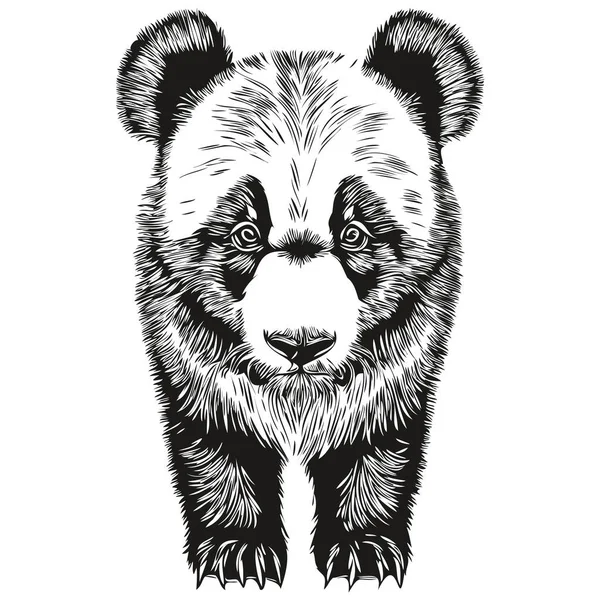 熊猫素描 野生动物手绘 老式雕刻风格 病媒图解 — 图库矢量图片