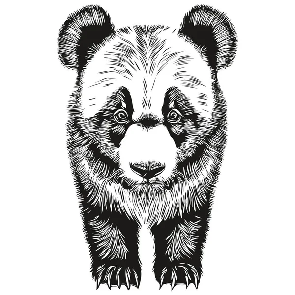 Panda Schets Handtekening Van Wilde Dieren Vintage Gravure Stijl Vector — Stockvector