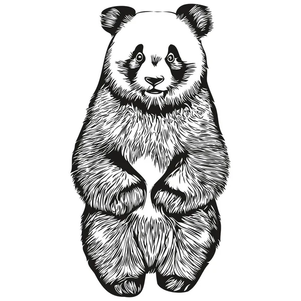 Bocetos Panda Contorno Con Fondo Transparente Ilustración Dibujada Mano Panda — Vector de stock