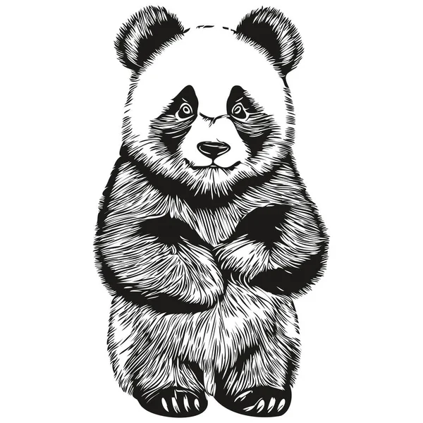 Vettore Panda Realistico Illustrazione Animale Disegnata Mano Panda — Vettoriale Stock