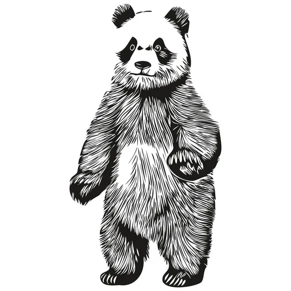 Como desenhar Panda Realista 