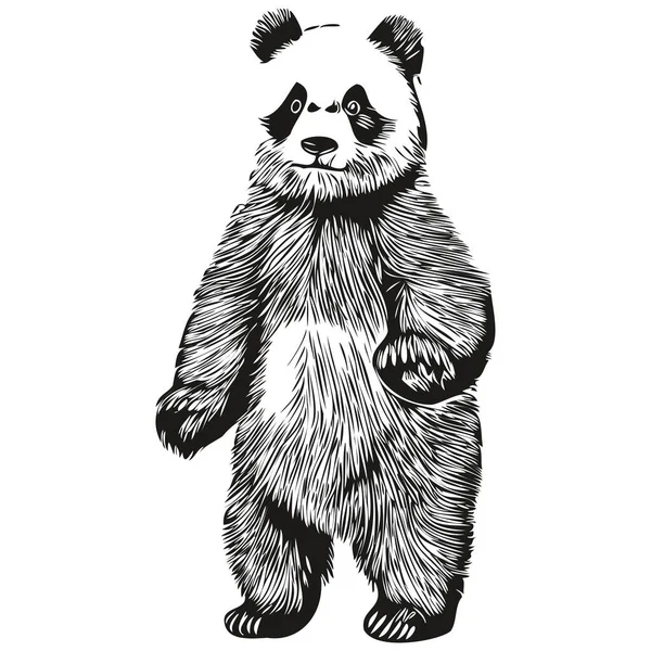 Panda Bonito Fundo Branco Desenho Mão Ilustração Panda imagem vetorial de  svetomircomua© 651352274