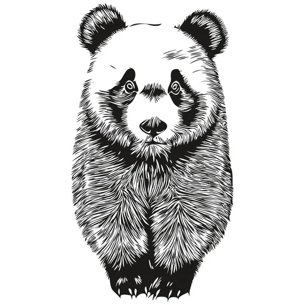Vintage Grabado Aislado Panda Ilustración Corte Tinta Boceto Panda — Vector de stock