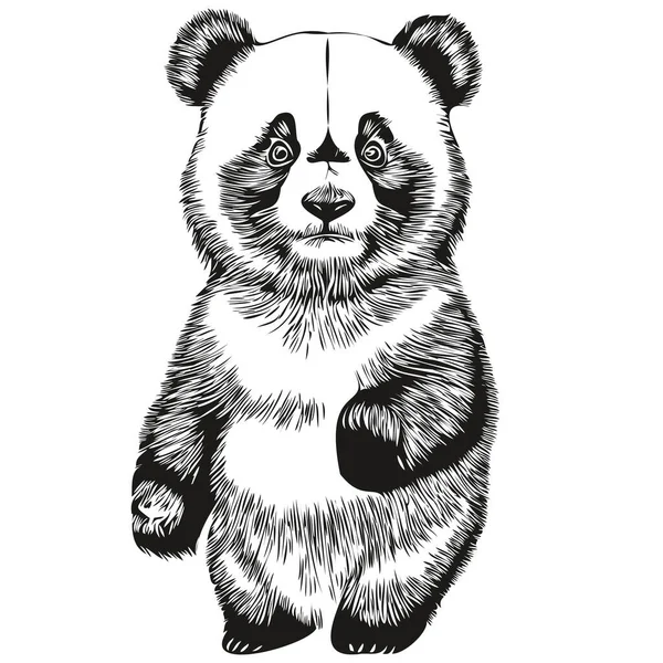 Dibujo Pintura Lineal Blanco Negro Panda Vector Ilustración Panda — Vector de stock