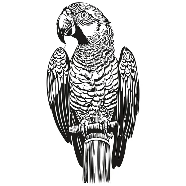 Handgezeichneter Papagei Auf Weißem Hintergrund Papagei — Stockvektor