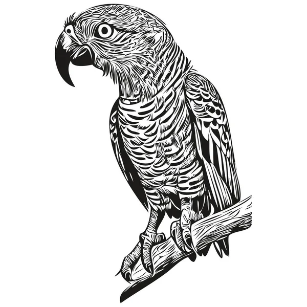Papuga Vintage Ilustracja Czarny Biały Wektor Sztuka Papuga — Wektor stockowy