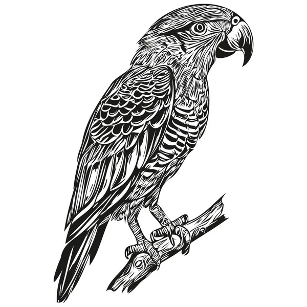 Papoušek Logo Černá Bílá Ilustrace Ruční Kreslení Papoušek — Stockový vektor