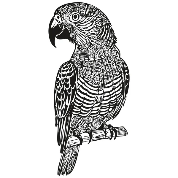 Papouščí Skica Ruční Kresba Volně Žijících Živočichů Archivní Rytý Styl — Stockový vektor