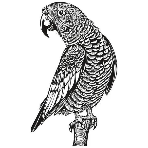 Papuga Wektor Ilustracja Linia Sztuka Rysunek Czarny Biały Papuga — Wektor stockowy