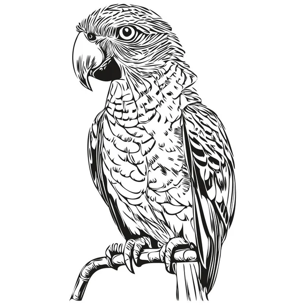 Reális Papagájvektor Kézzel Rajzolt Állat Illusztráció Papagáj — Stock Vector