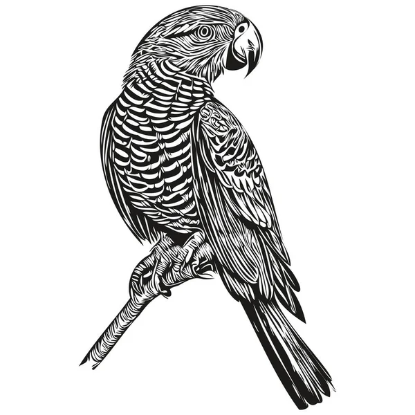 Урожай Гравірування Ізольований Папуга Ілюстрація Вирізати Чорнило Ескіз Папуга — стоковий вектор