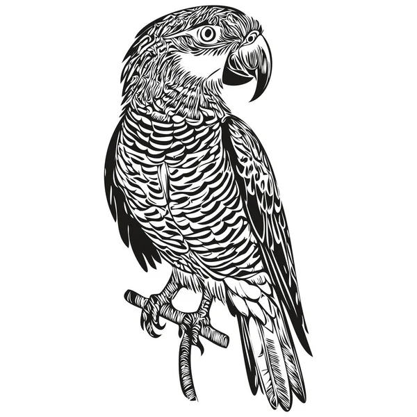 Černobílý Lineární Nátěr Kreslit Papoušek Vektorové Ilustrace Papoušek — Stockový vektor