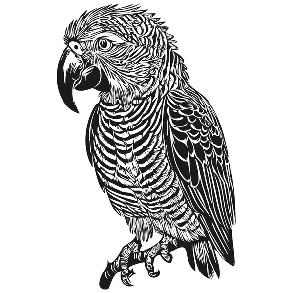 Cute Hand Drawn Papuga Wektor Ilustracja Czarno Biały Papuga — Wektor stockowy