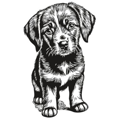 Beyaz arka planda şirin bir köpek yavrusunun portresi.