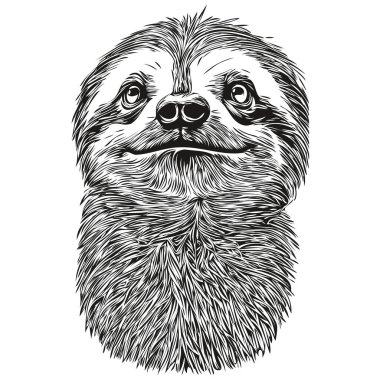 Portrait of a cute Sloth on a white background Sloth clipart
