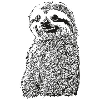 Siyah ve beyaz doğrusal boya Sloth vektör çizimi Tembel