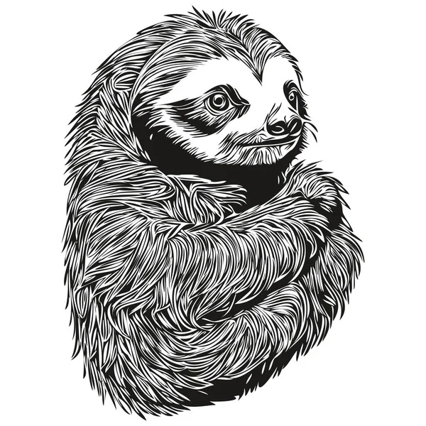 El çizimi çizgi film Sloth, vektör klasik illüstrasyon Sloth