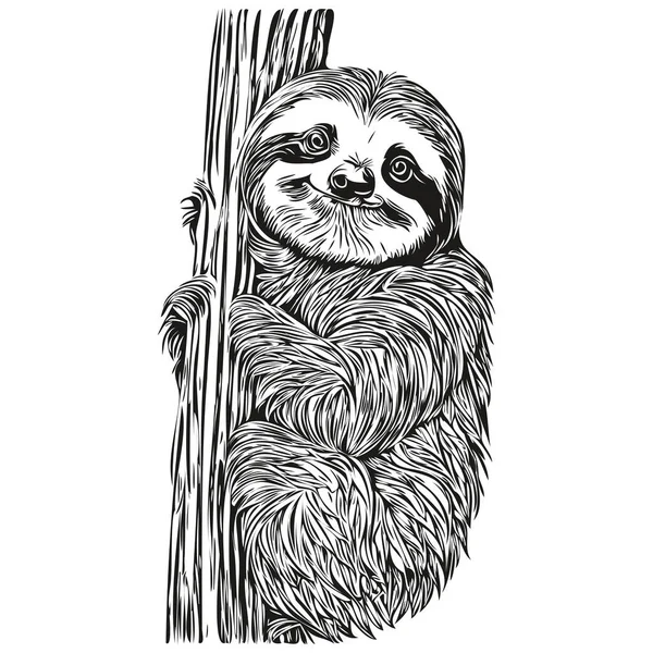 stock vector Engrave Sloth illustration in vintage hand drawing style Sloth