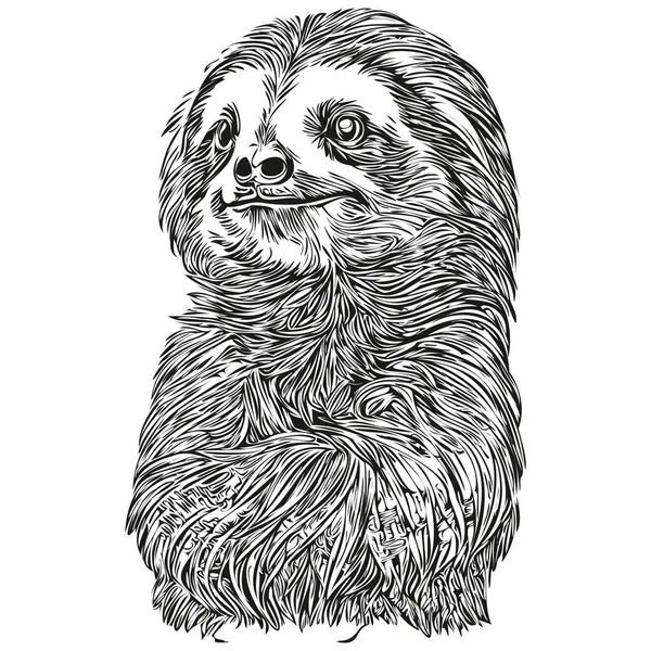 stock vector Sloth  vintage illustration, black and white vector art Sloth