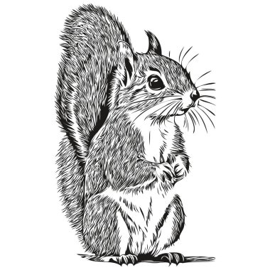 Hand drawn cartoon squirrel, vector vintage illustration baby squirrel clipart