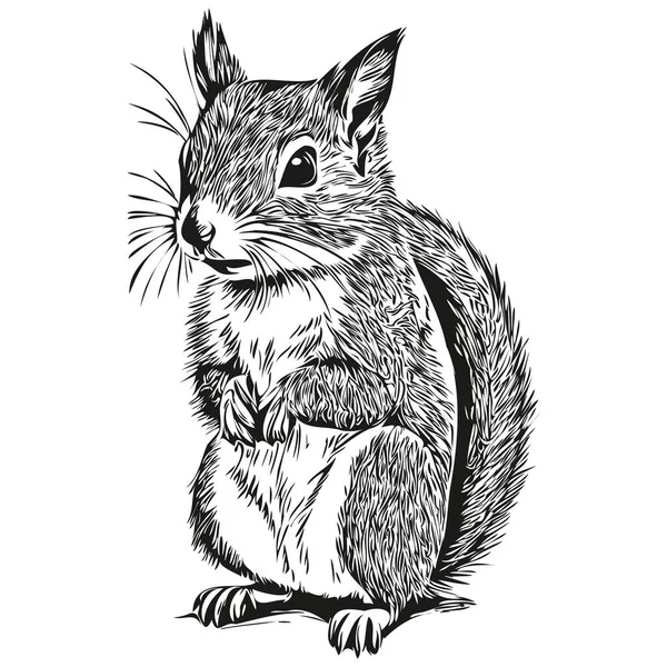Esquilo Desenhado Mão Bonito Ilustração Vetorial Esquilo Bebê Preto Branco — Vetor de Stock