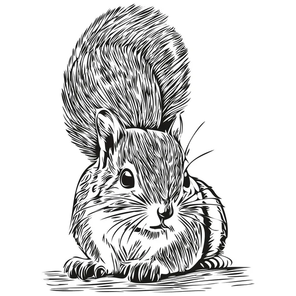 Squirrel Sketches Outline Transparent Background Hand Drawn Illustration  Baby Squirrel Stock Vector by ©svetomircomua 653340254
