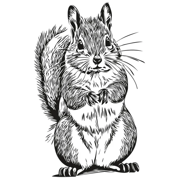 Esquilo Bonito Fundo Branco Mão Desenhar Ilustração Bebê Esquilo — Vetor de Stock