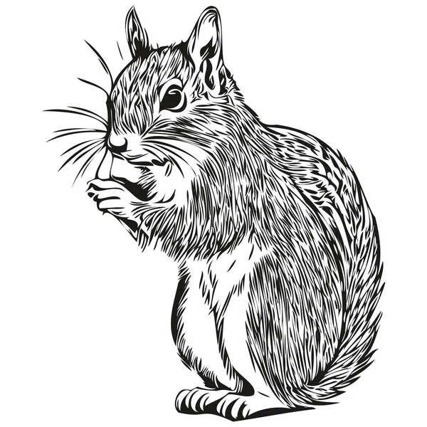 Ρεαλιστικό Διάνυσμα Σκίουρος Ζωγραφισμένα Στο Χέρι Ζώων Απεικόνιση Μωρό Σκίουρος — Διανυσματικό Αρχείο