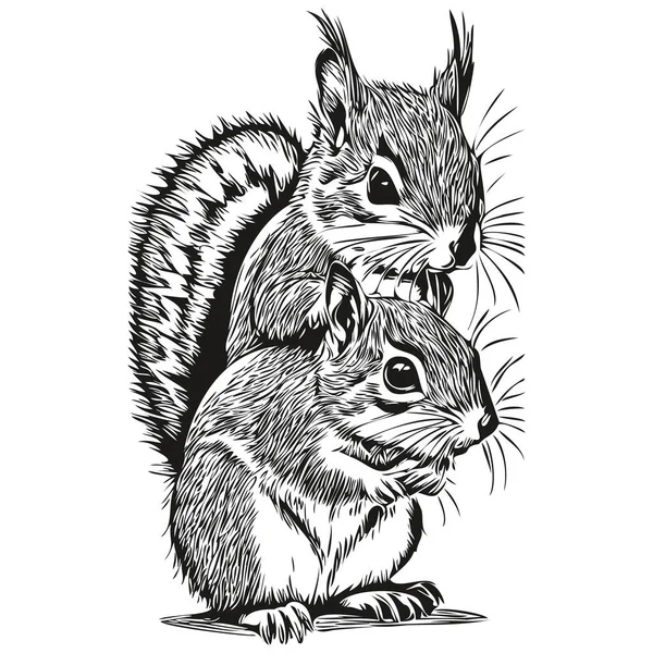Squirrel Sketch Hand Drawing Wildlife Vintage Engraving Style Vector Illustration — Stock Vector