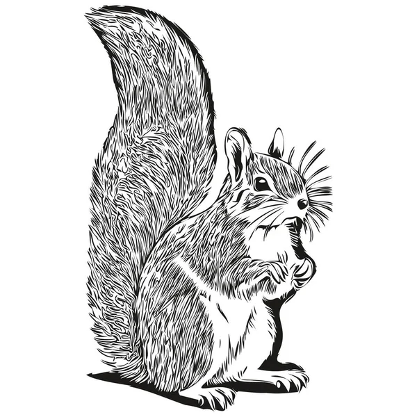 Esboços Esquilo Contorno Com Fundo Transparente Ilustração Desenhada Mão Esquilo — Vetor de Stock