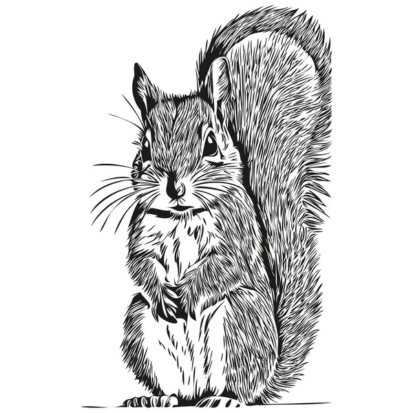 松鼠素描 白色背景上松鼠的画像 小松鼠 — 图库矢量图片