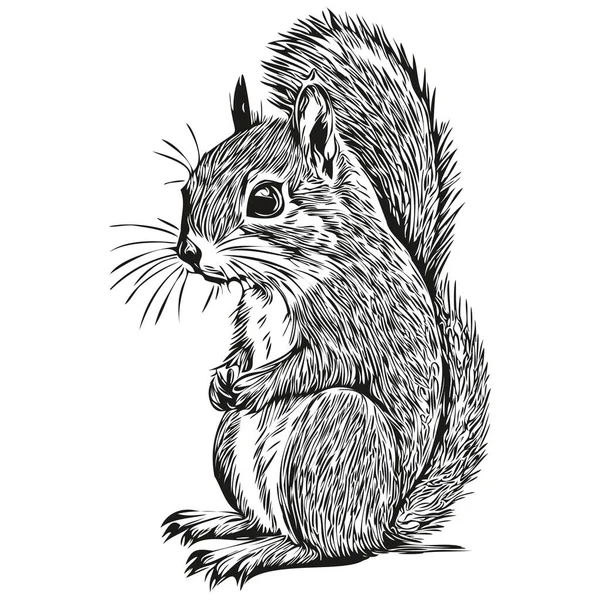 Squirrel Vector Illustration Line Art Drawing Black White Baby Squirrel — Stock Vector