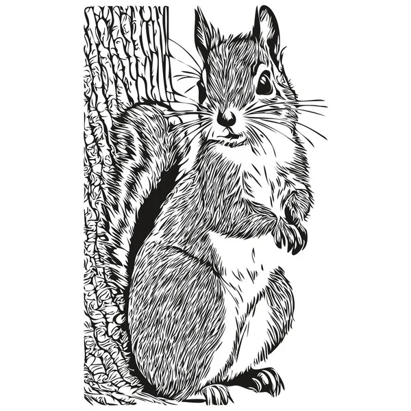 Vintage Gravar Esquilo Isolado Ilustração Corte Tinta Esboço Bebê Esquilo — Vetor de Stock