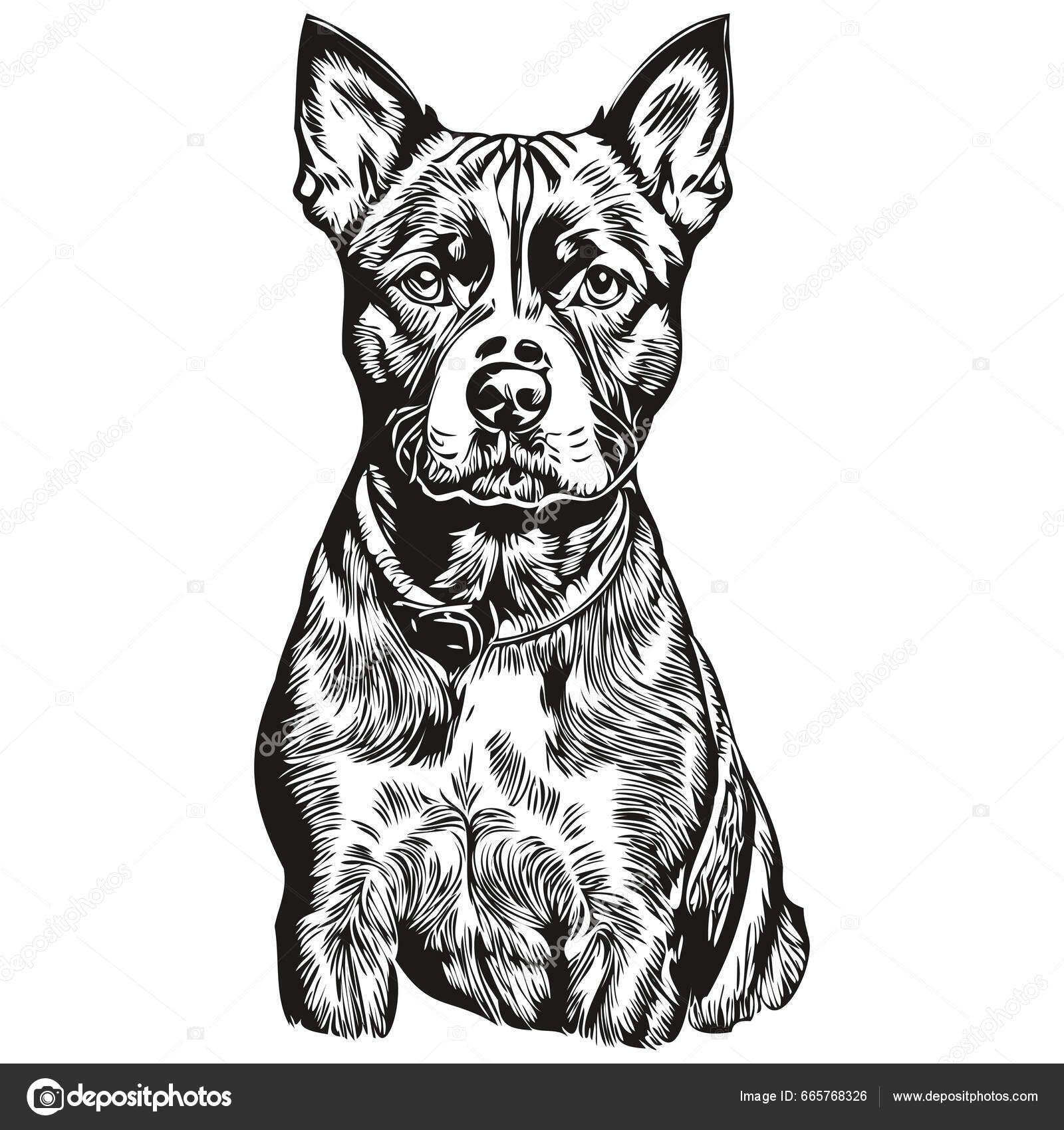 American Staffordshire Terrier Hund Skitsere Blyant Tegning Kunst Sort  Karakter Stock Vector By ©Svetomircomua 665768326