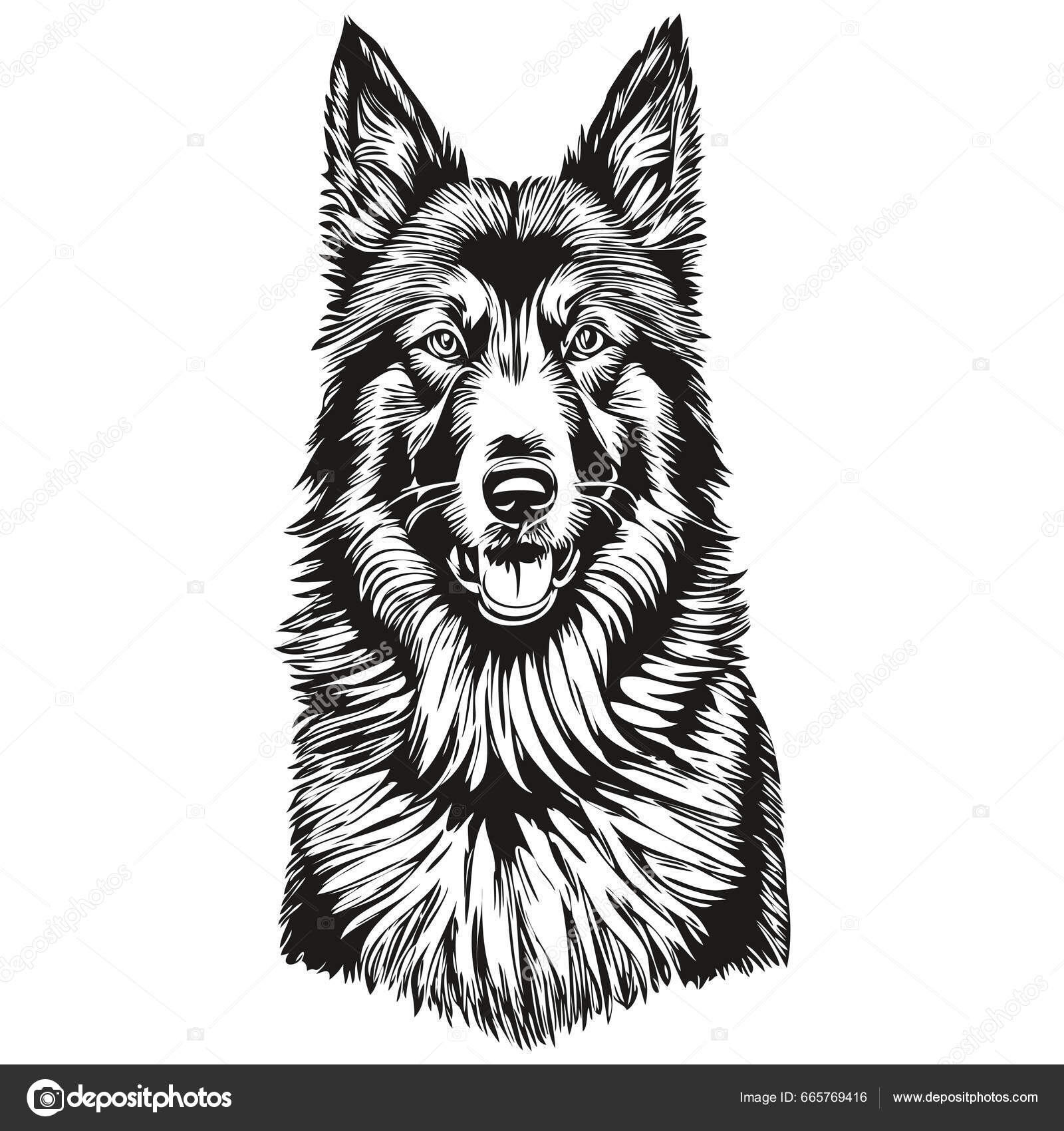 Belgischer Tervuren Hund Isolierte Zeichnung Auf Weißem Hintergrund Kopf  Haustierlinie Stock-Vektorbild von ©svetomircomua 665769416, image size:1600x1700
