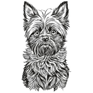Afenpinscher köpek oymalı vektör portre, karikatür klasik çizim siyah beyaz gerçekçi evcil hayvan