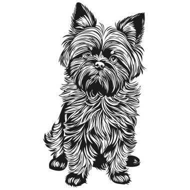 Afenpinscher köpek oymalı vektör portresi, yüz karikatür klasik çizim siyah beyaz çizim